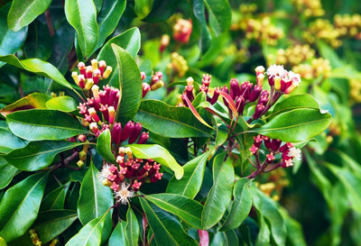 VibeX ® LXI-15 Clove Seeds Syzygium Aromaticum Seed(50 per packet)