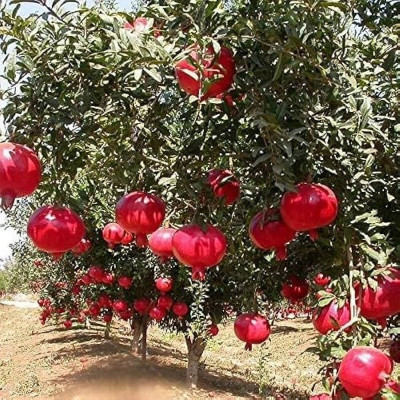 PETALFLEUR Pomegranate Plant(Hybrid, Pack of 1)