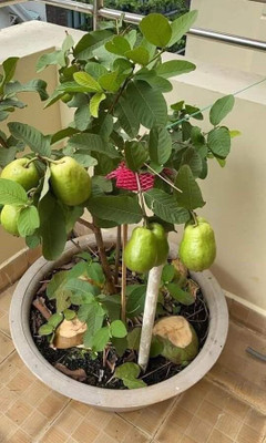 FasanGreen Guava Plant(Hybrid, Pack of 1)