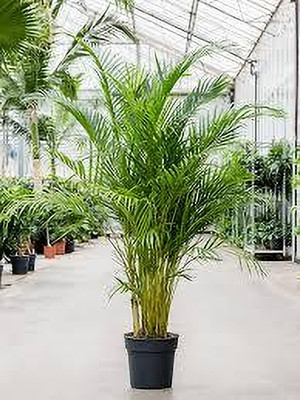 ZOOMGREEN Areca Palm(Hybrid, Pack of 1)