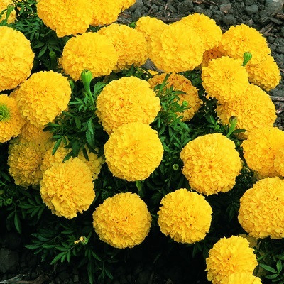 GLOBQRO Marigold Plant(Hybrid, Pack of 1)