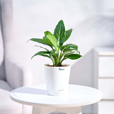 UGAOO Peace Lily Plant(Pack of 1)