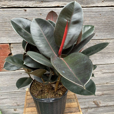 SKDIYA Rubber Tree(Hybrid, Pack of 1)