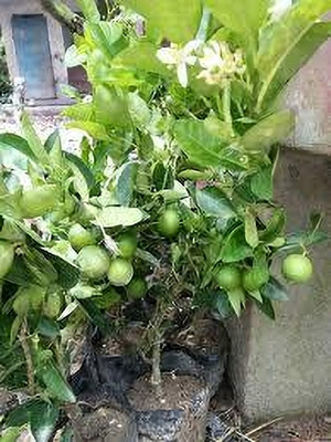 Shree krishna bhander Lemon Plant(Hybrid, Pack of 1)
