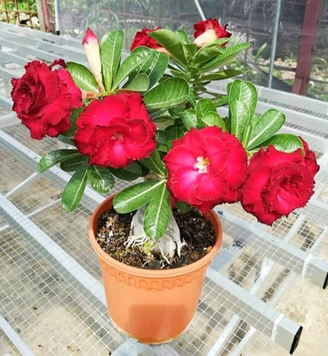 BREEZY BLOOMS Adenium Plant(Hybrid, Pack of 1)