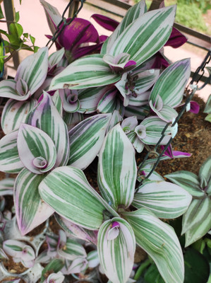 Gachwala Wandering Jew Plant(Pack of 1)