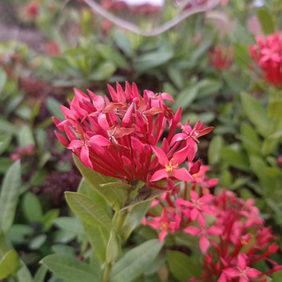 KUMUBON Trothic Ixora/Chethi Plant(Hybrid, Pack of 1)