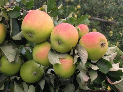 horimohon Apple Plant(Hybrid, Pack of 1)
