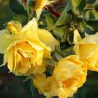 Guruji Rose Plant(Hybrid, Pack of 1)