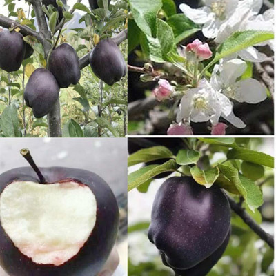 Oxygreenplant Apple Plant(Hybrid, Pack of 1)