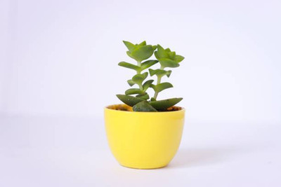 MAMONI TRADERS Areca Plam(Hybrid, Pack of 1)