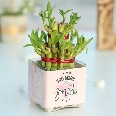SKDIYA Two Layer Bamboo Plant(Hybrid, Pack of 1)