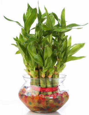 SKDIYA Two Layer Bamboo Plant(Hybrid, Pack of 1)