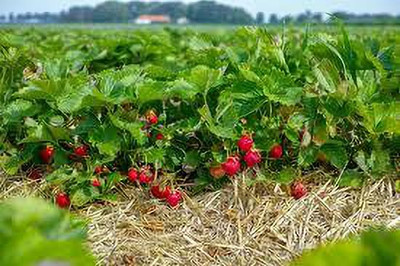 ABEFARIYA Strawberry Plant(Hybrid, Pack of 1)