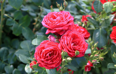 BEWPOLENA Rose Plant(Hybrid, Pack of 1)