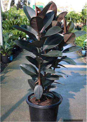 Cloud Farm Rubber Tree(Hybrid, Pack of 1)