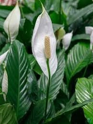KNursery Peace Lily Plant(Hybrid, Pack of 1)