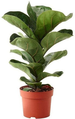 Cloud Farm Fiddle Leaf Fig Plant(Hybrid, Pack of 1)
