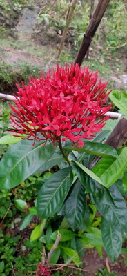 YADUNIKA Ixora Plant(Hybrid, Pack of 1)