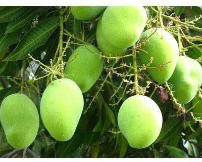 Mohomaya Sweet Lemon Plant(Hybrid, Pack of 1)