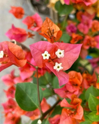 HORTILIFE Bougainvillea Plant(Hybrid, Pack of 1)