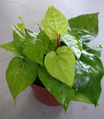 ALOCHUZ Betel Leaf Plant(Hybrid, Pack of 1)
