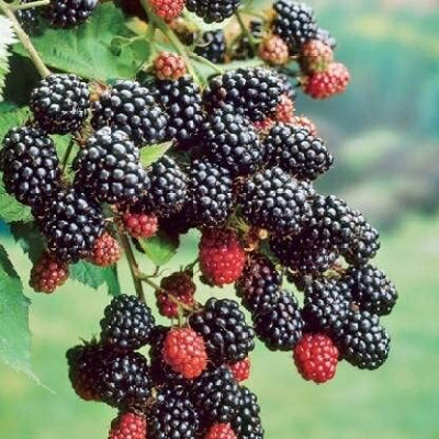 dream shop now Shahtoot/Mulberry Plant(Hybrid, Pack of 1)