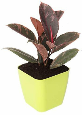 the green dotcom Rubber Tree(Pack of 1)