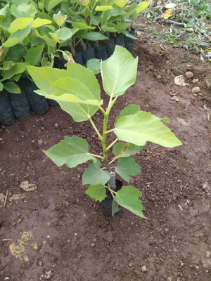 AquinnahGaden Gular/Cluster Fig Plant(Hybrid, Pack of 1)