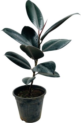 Hug A Plant Rubber Tree(Hybrid, Pack of 1)