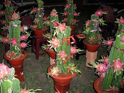 BALA PLANT CREATION Dragon Tree(Hybrid, Pack of 1)