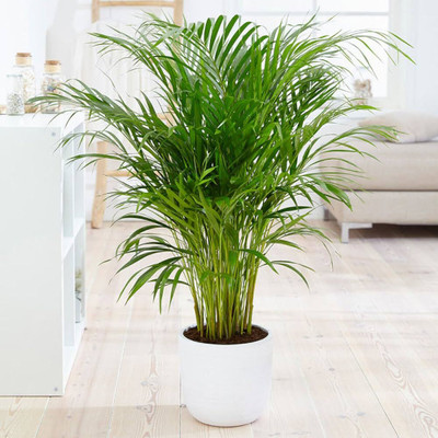 ibains Areca palm indoor live plant seeds for tree Seed(12 per packet)