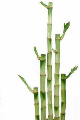 ARYAN EVERGREEN Two Layer Bamboo Plant(Hybrid, Pack of 1)