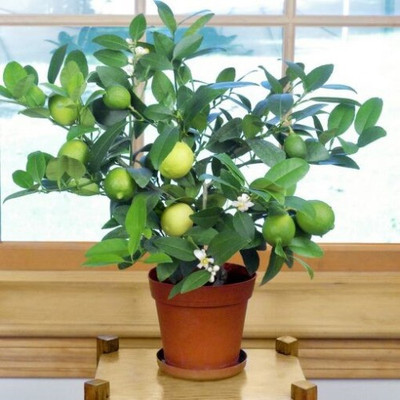 Fulmala Nursery Lemon Plant(Hybrid, Pack of 1)