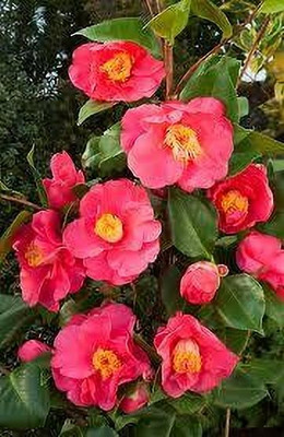 KrishnaNursery Calliandra Plant(Hybrid, Pack of 1)