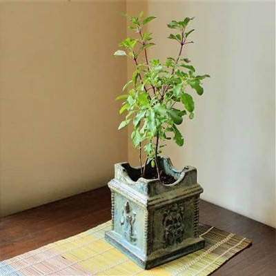 GreenyOn Tulsi Plant(Hybrid, Pack of 1)