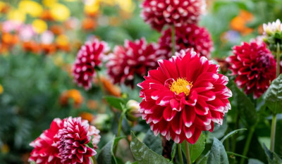 Flora fusion Dahlia Flower, Daliya phool Seed(1 per packet)