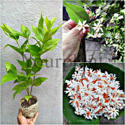 YourPlant Parijat/Harsingar Plant(Hybrid, Pack of 1)