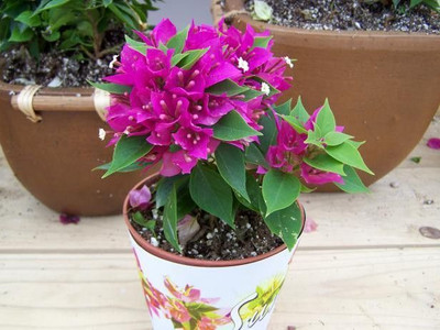 Aquinnah Baugainvillea Plant(Hybrid, Pack of 1)