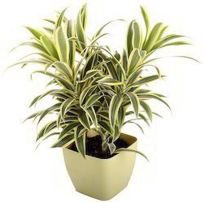 PlantaZee Dracaena Plant(Pack of 1)