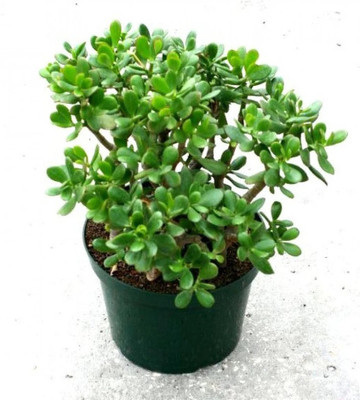 ABEFARIYA Jade Plant(Hybrid, Pack of 1)