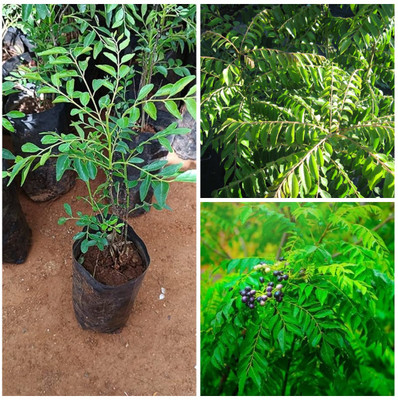 Cloud Farm Curry Leaf Plant(Hybrid, Pack of 1)