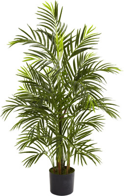 KS TRADERS Areca Palm(Hybrid, Pack of 1)