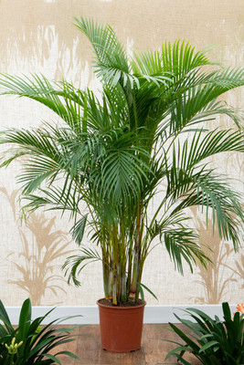 minatigreenhouse Areca Palm(Hybrid, Pack of 1)