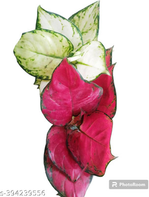 SUMAN Aglaonema Plant(Pack of 1)