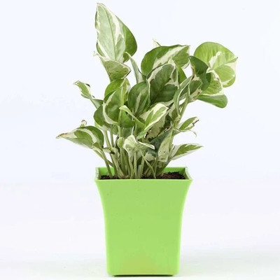 LeafLinkPlants Money Plant(Hybrid, Pack of 1)