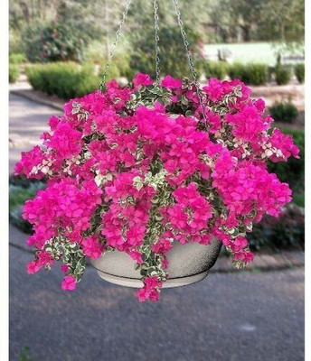 MAMONI TRADERS Baugainvillea Plant(Hybrid, Pack of 1)