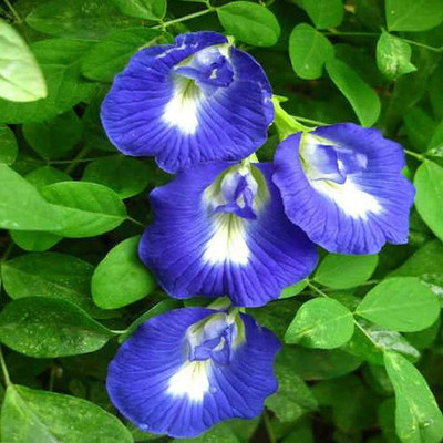 MULAKQALA Aparajita/ Butterfly Pea Plant(Hybrid, Pack of 1)