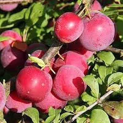 Agroholic Traders Aloo Bukhara/Plum Plant(Hybrid, Pack of 1)