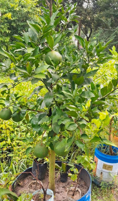 Vietnam malta lemon Lemon Plant(Hybrid, Pack of 1)